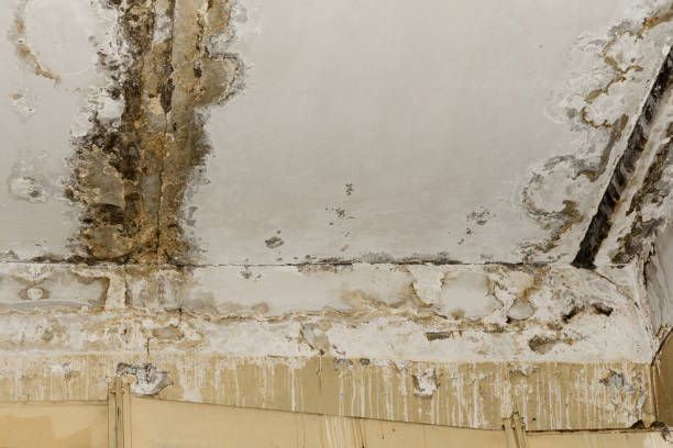 Why You Should Choose Our Mold Remediation Services in Fort Stockton, TX